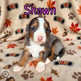 Shawn - Blue merle female Bernedoodle puppy in Banner Elk, North Carolina from Walnut Tree Bernedoodles