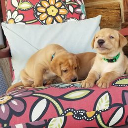 Labrador Retriever Puppies from Canyon River Outfitters