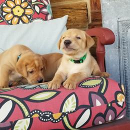 Labrador Retriever Puppies from Canyon River Outfitters