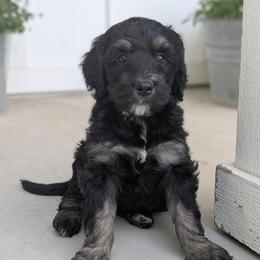 Black licorice (purple collar) - Phantom female Bernedoodle puppy in Indianola, Utah from Little Bear Bernedoodles