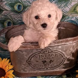 Bichon Frises from Bichon Delights