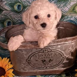Bichon Frises from Bichon Delights