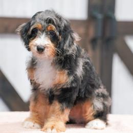 Gerber - Tri-color male Bernedoodle puppy in Dundee, Ohio from Down Home Doodle