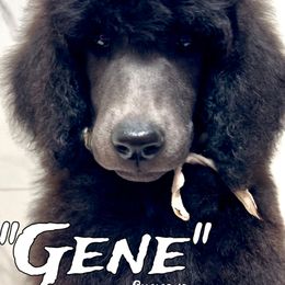 Gene - Poodle puppy from Faksa Standard Poodles