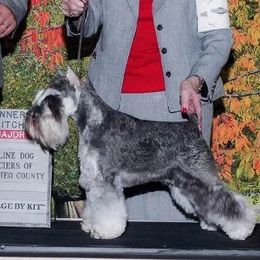 Sparks - Miniature Schnauzer