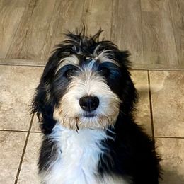 Tina - Bernedoodle