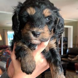 Moana - Phantom female Bernedoodle puppy in Yuba City, California from Ranch House Doodles