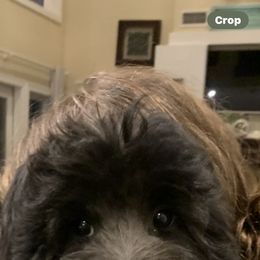 Sheepadoodle Puppies from Riley Grace Puppies