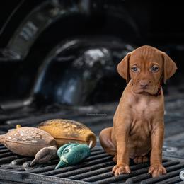 German Shorthaired Pointer and Vizsla Puppies from Nosam Kennels