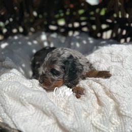 Blue Merle phantom girl - Blue roan and tan Cockapoo puppy in Cassville, Missouri from CW Aussiedoodles