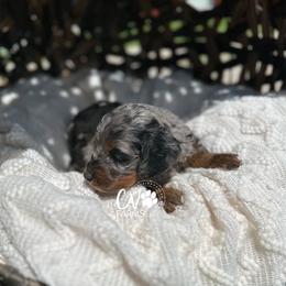 Blue Merle phantom girl - Blue roan and tan Cockapoo puppy in Cassville, Missouri from CW Aussiedoodles