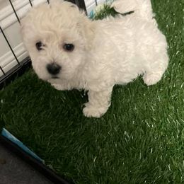 Bichon Frises from Bichon Frise in Bradenton Florida