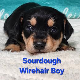 Sourdough - Black and tan male Dachshund puppy in Mount Sherman, Kentucky from Kaleidoscope Dachshunds and Whippets