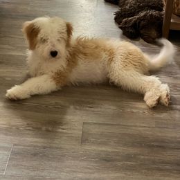Boy 1 - Aussiedoodle puppy from Bella Ridge Farms & Dapper Doodles