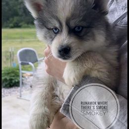 Runamok Where There's Smoke There's Fire - Wolf sable male Pomsky puppy in St. Maries, Idaho from Runamok Farm