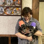 Miniature Schnauzer and Standard Schnauzer Puppies from Shazzam of Oz