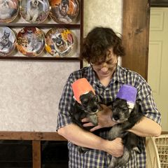 Miniature Schnauzer and Standard Schnauzer Puppies from Shazzam of Oz