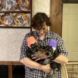 Miniature Schnauzer and Standard Schnauzer Puppies from Shazzam of Oz