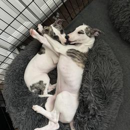 Whippet Puppies from Smithfield Park