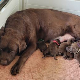 Labrador Retriever puppies from SciFi Labradors