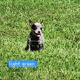 Light green collar - Blue mottled female Australian Cattle Dog puppy in Smyrna, South Carolina from Wood Haven Farm of SC