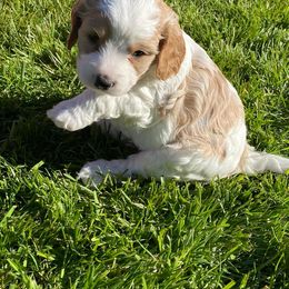 Cavapoo, Goldendoodle, and Poodle Puppies from Desert Valley Doodles