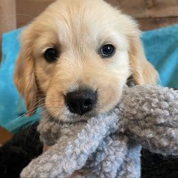 Priscilla - Light golden female Golden Retriever puppy in Ennis, Texas from Amberidge Golden Retrievers