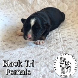 Rosalie - Black tri female Miniature Australian Shepherd puppy in Jaroso, Colorado from Heaven Sent Aussies