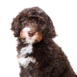 Agnes - Brown and white female Bernedoodle puppy in Star, Idaho from Rosie’s Tribe