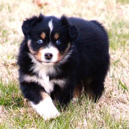 Bonnie BTF  blue eyes - Black tri-color female Australian Shepherd puppy in Cookeville, Tennessee from Spring Creek Aussies