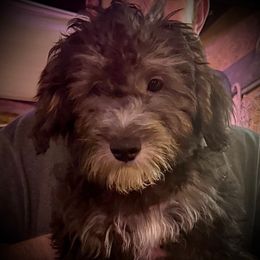 Mr Bart - Sable male Goldendoodle puppy in San Diego, California from Sensational Doodles