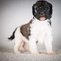 Alice - Mad Hatter Litter - Brindle female Poodle puppy in Caldwell, Idaho from Boise Doodle Co.
