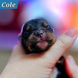 Cole - Black tri male Miniature Australian Shepherd puppy in Punta Gorda, Florida from Christie's Creekside Aussies