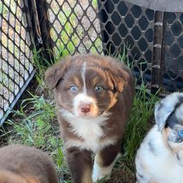 Prince - Red tri-color male Australian Shepherd puppy in Jones, Oklahoma from J&R Aussies/Shih Tzu