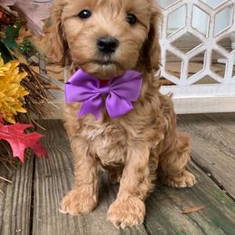 Schnoodle Puppies from Growing Puppies