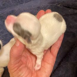 Girl C - Blue and white female Chihuahua puppy in Chino Valley, Arizona from Lane’s Little Longhairs