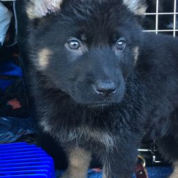 German Shepherds from Angelwings K9