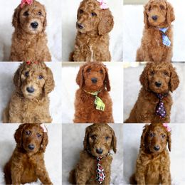 Labradoodle Puppies from Miss Molly Doodles