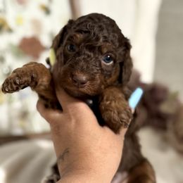 Aussiedoodle, Bernedoodle, Goldendoodle, and Poodle Puppies from Vallevistadoodles