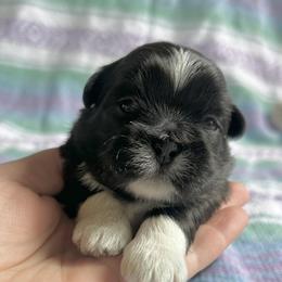 Nova - Blue and white female Shih Tzu puppy in Geneva, Florida from Shih Tzu’s Creek