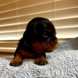 Caleb - Yellow Boy - Black and tan male Cavalier King Charles Spaniel puppy in Little Rock, Arkansas from Montra Japanese Chin & Cavalier King Charles Spaniels