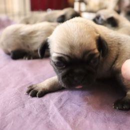 Pug Puppies from The Grumble Pack