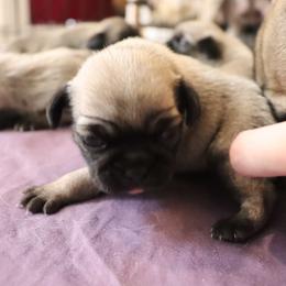 Pug Puppies from The Grumble Pack