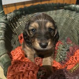 Montgomery - Sable male Dachshund puppy in Cabool, Missouri from Cedar Creek Doxies