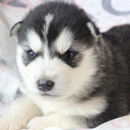 Fanta - Pink - Black and white female Alaskan Malamute puppy in Independence, Virginia from New River Valley Malamutes