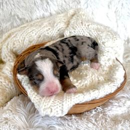 Vinnie - Merle male Bernedoodle puppy in Bremen, Indiana from Farmland Doodles