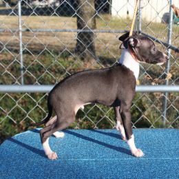 "Shengli Bambino D’Bal" Italian Greyhound All Grown Up from Shengli IGs