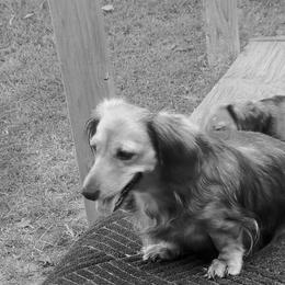 Dachshund Puppies from CLARK'S BREEDING PROGRAM