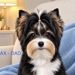 Max - Biewer Terrier