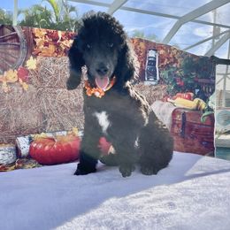 Poodle Puppies from Abbott Standard Poodles